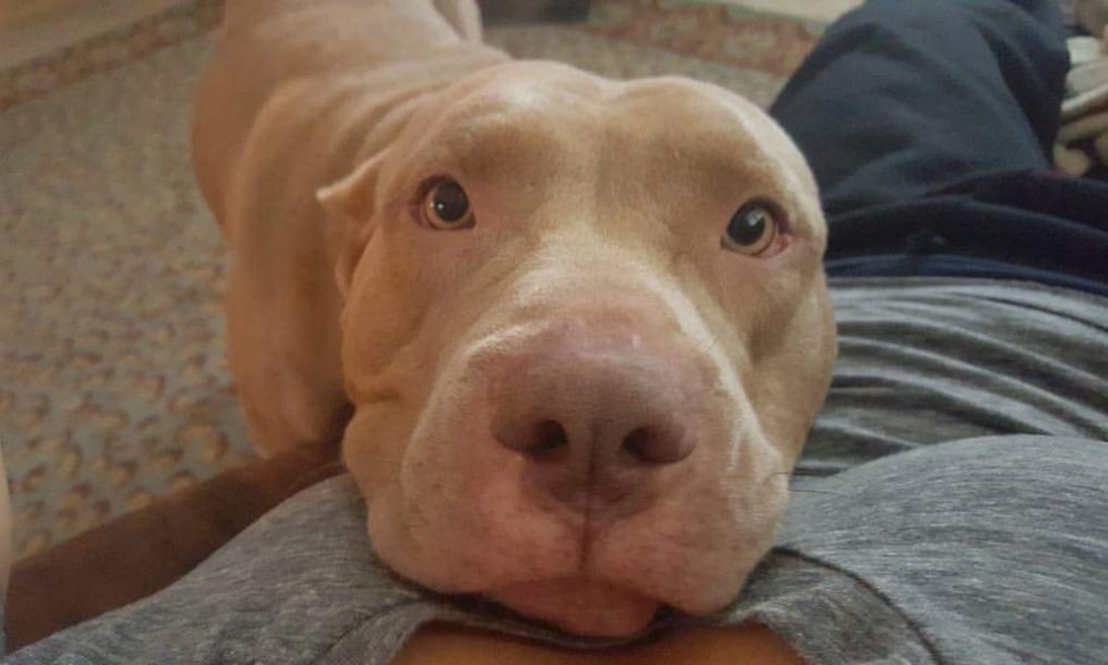 China the pitbull