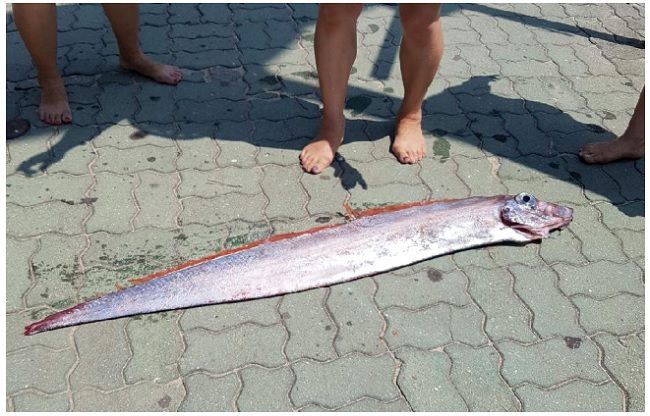 Prior to the discovery and capture of the oarfish at Anmok Beach, two oarfish that were approximately 1.2 meters long and 20 centimeters wide were found at the nearby Gyeongpo Beach.