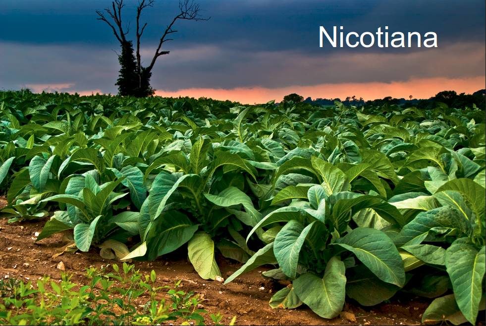 tobacco plants