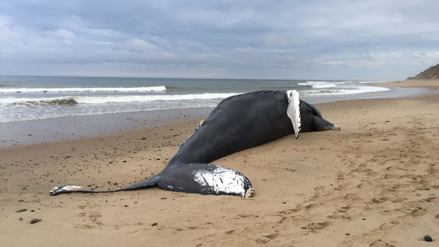 Click to enlarge Dead whale