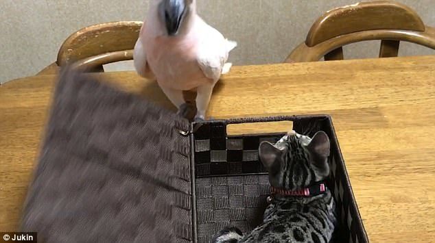 Peekaboo! Footage from Nagoya, Japan, shows the bird, named Karin, using her beak to prize open a wicker basket - revealing Koume the cat