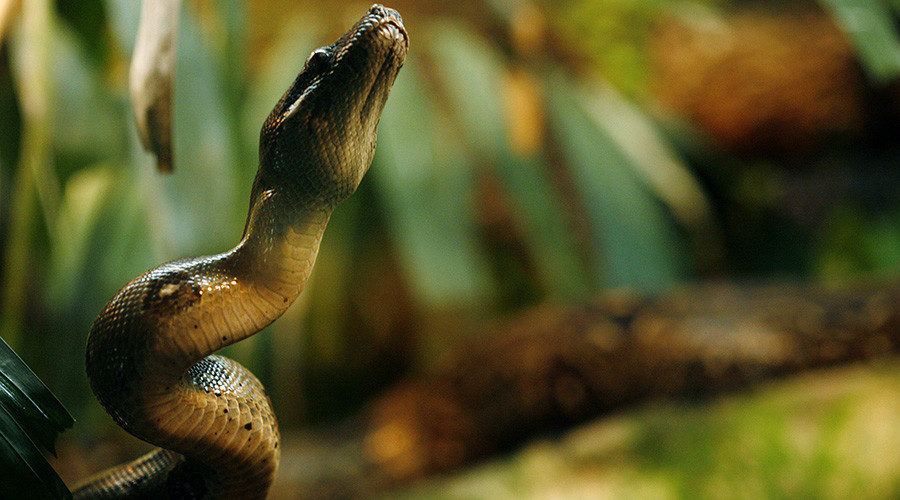Click to enlarge Snake