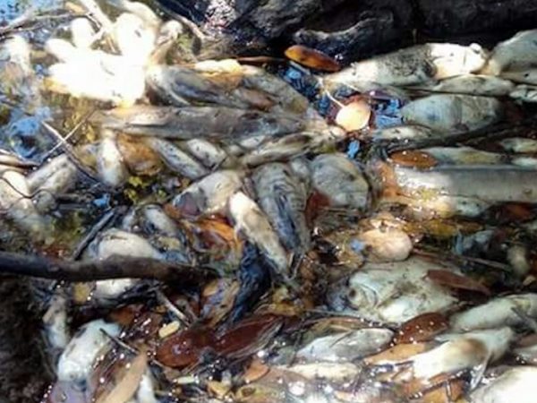 Click to enlarge dead fish