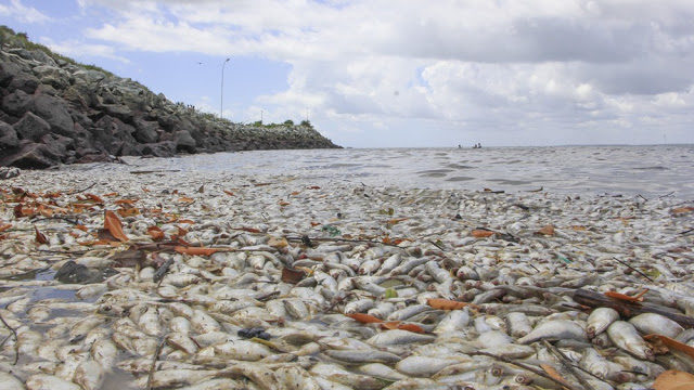 Click to enlarge dead fish