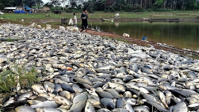 Click to enlarge dead fish