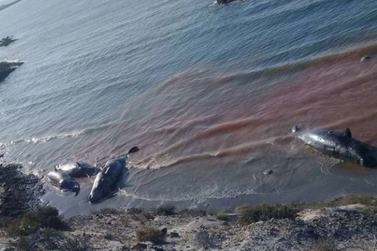 Click to enlarge dead fish