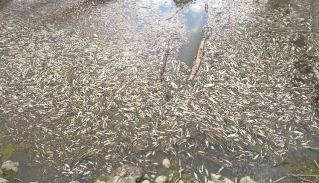Click to enlarge dead fish