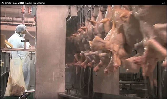 Click to enlarge chicken washing
