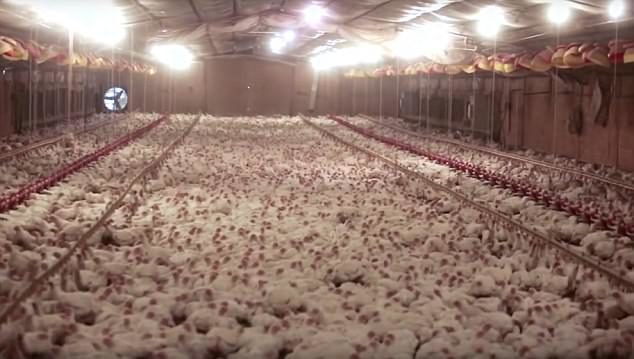 Click to enlarge chicken farm