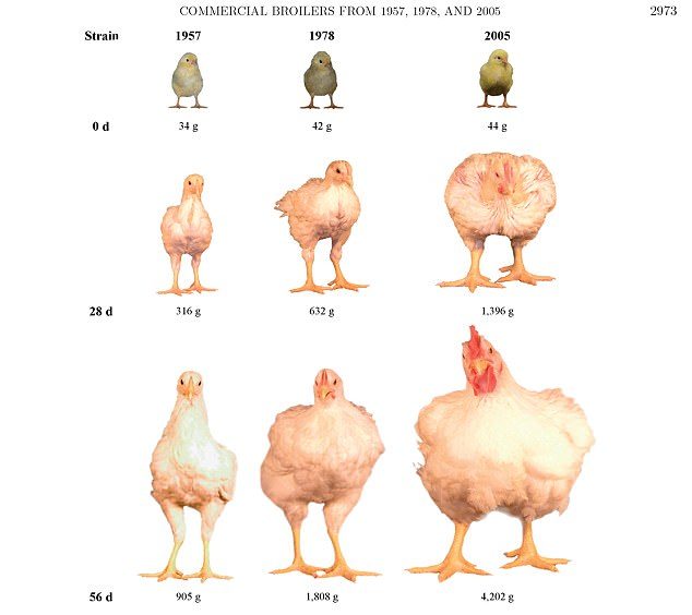 chicken sizes