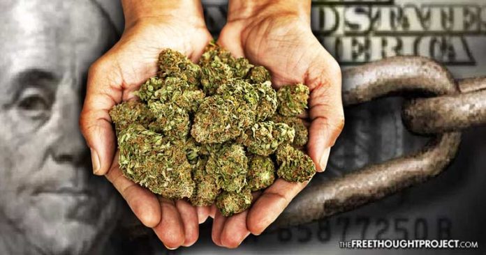 Click to enlarge cannabis plants