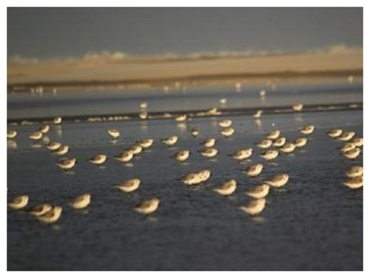 Click to enlarge white-rumped sandpiper