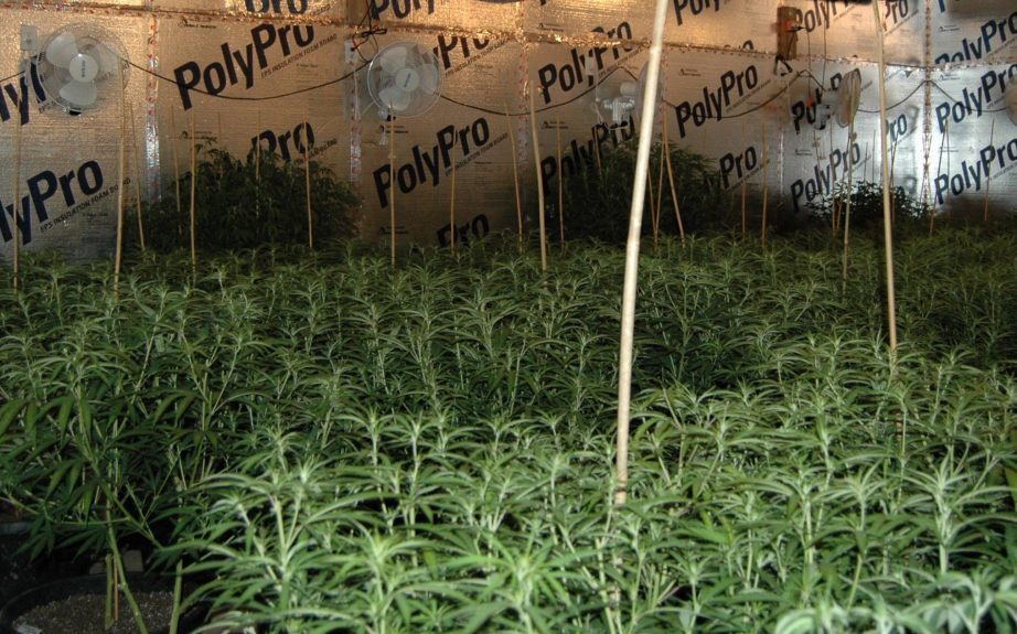 Click to enlarge marijuana
