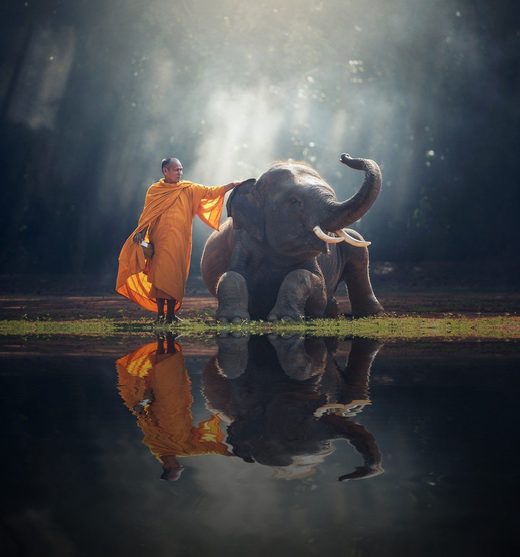 Click to enlarge Monk and elephant