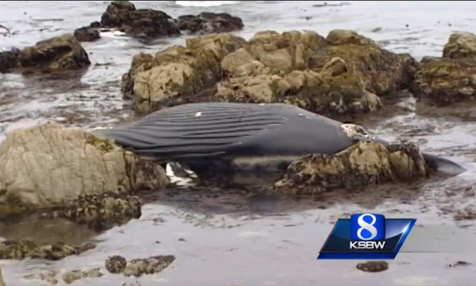 Click to enlarge dead whale