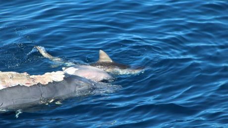 A baby whale carcass being eaten buy a tiger shark 4km off the Gold Coast Seaway last week.