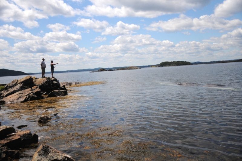 A Fin whale that grounded itself in Salvage, and later perished on July 30, has brought a number of spectators to the area.