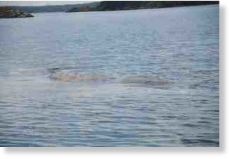 Click to enlarge The DFO is currently investigating the cause of death.