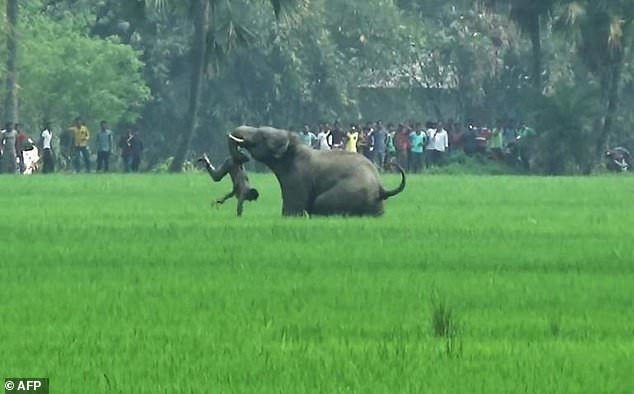 Pictured is an elephant attacking an Indian man