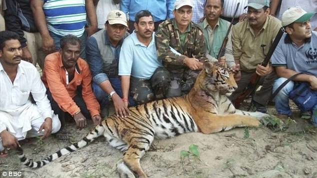 Click to enlarge A tiger (pictured) that killed three Indian villagers