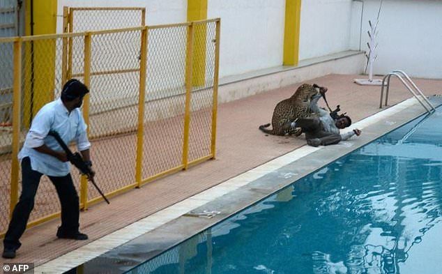 Click to enlarge Man is in turn killing a leopard a day as the man-animal tussle for space reaches new heights.
