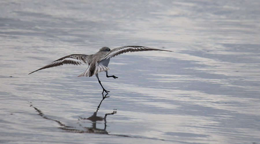 Gulf of Mexico
