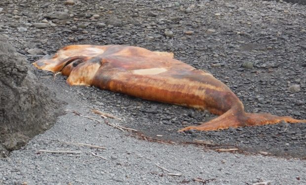 Click to enlarge This dead right whale was found south of the River of Ponds area, one of four found on the west coast of Newfoundland.