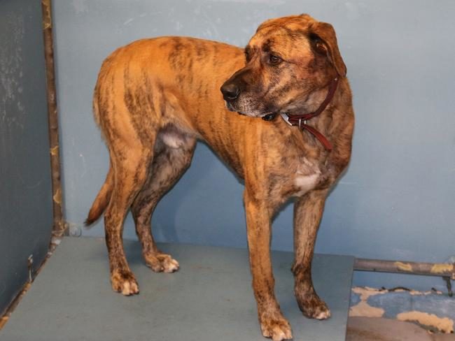 Click to enlarge The Bull Mastiff seized by rangers after a woman was mauled to death.