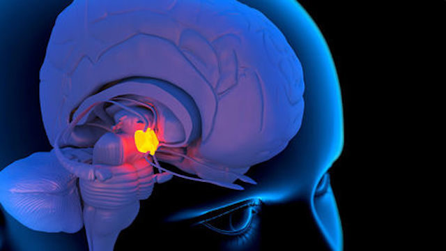 Hypothalamus
