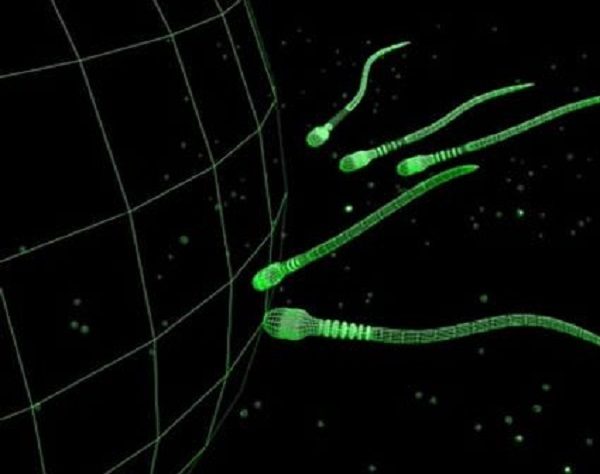 sperm