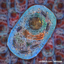 Click to enlarge mitochondria