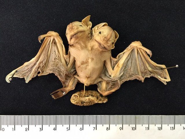 Conjoined bat twins