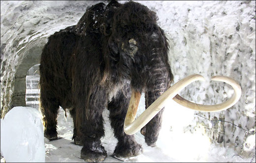 Why are so many fossils of woolly mammoths young males?