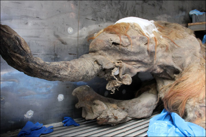 Click to enlarge whooly mammoth in Yakutsk