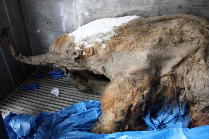Yuka the 'strawberry blond' whooly mammoth in Yakutsk. Pictures: The Siberian Times