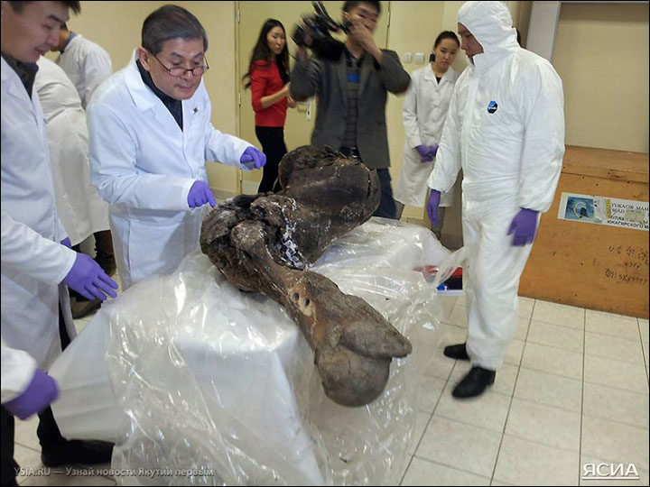 Click to enlarge cloning project woolly mammoth