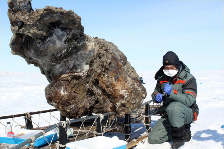 woolly mammoth yakutsk