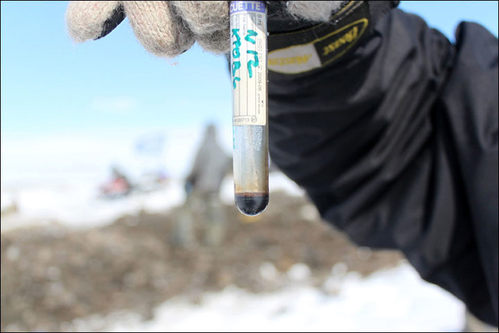 woolly mammoth cloning project