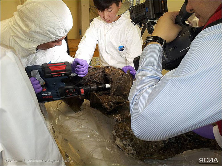 Click to enlarge woolly mammoth cloning project