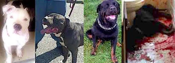 3dogskilled