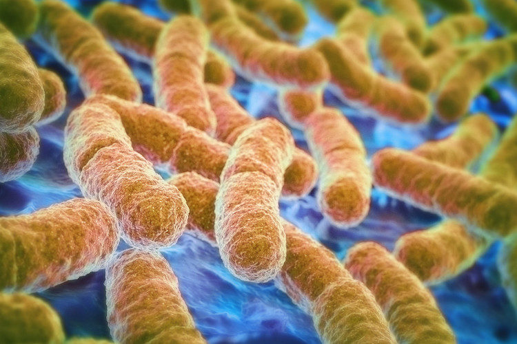 bacteria