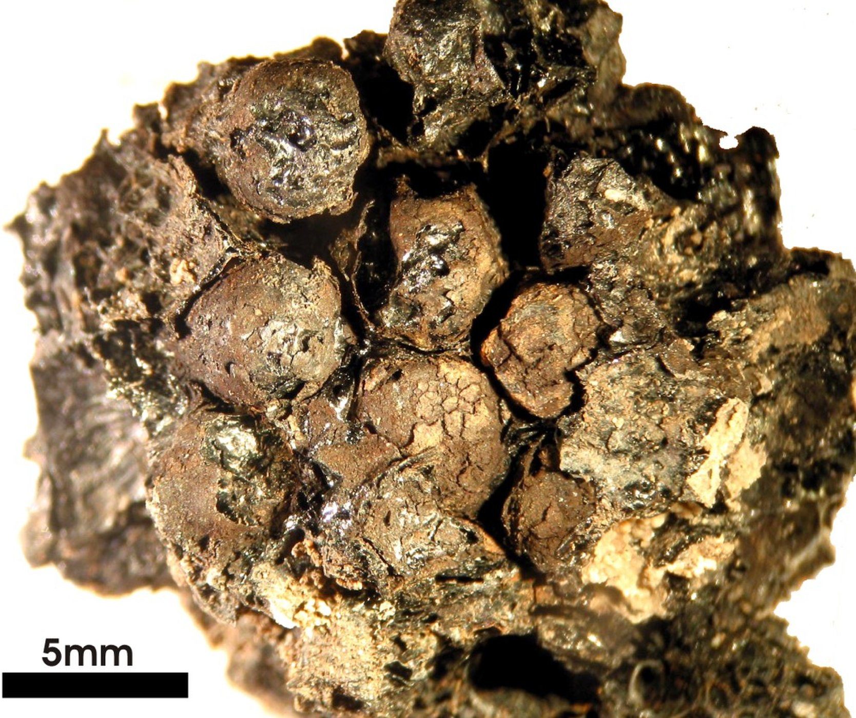 Etruscan honeycomb