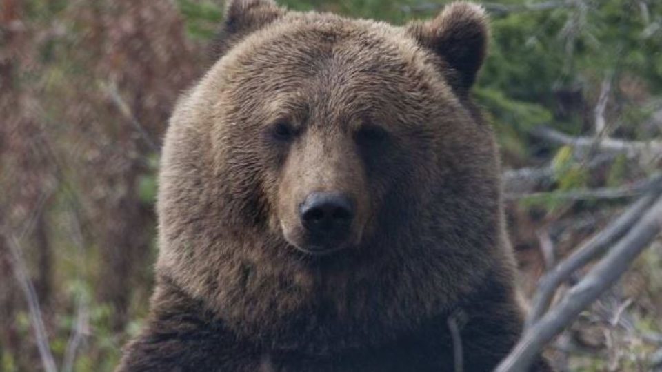bear