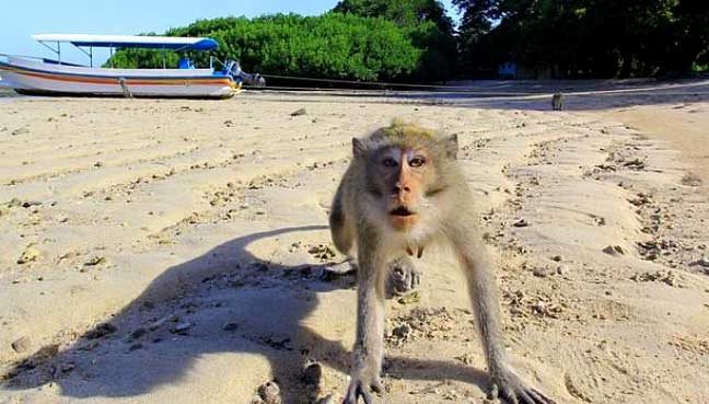 A task force set up to patrol the area will shoot monkeys if necessary, although traps will also be used to return others to the forest.