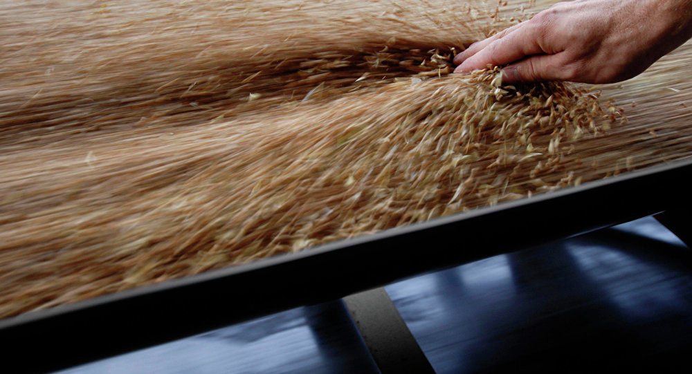 Wheat grain
