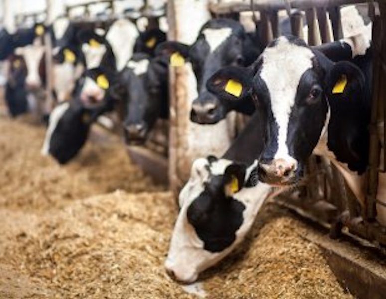 mad cows