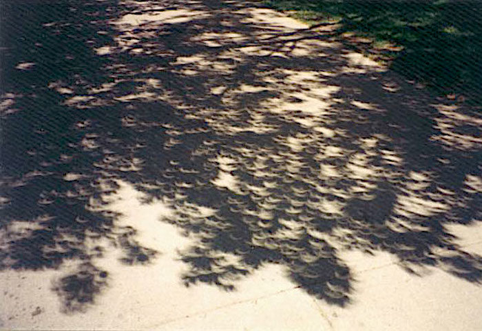 eclipsetree