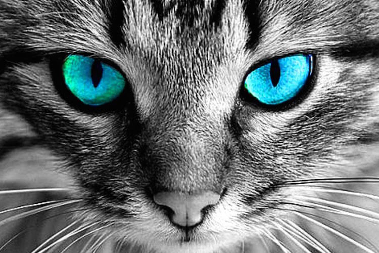 cats eyes