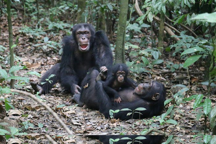Click to enlarge chimps