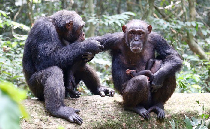 Liran Samuni/ Taï Chimpanzee Project